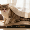 Space-Saving Flat Pack Corrugated Cardboard Cat Scratcher 