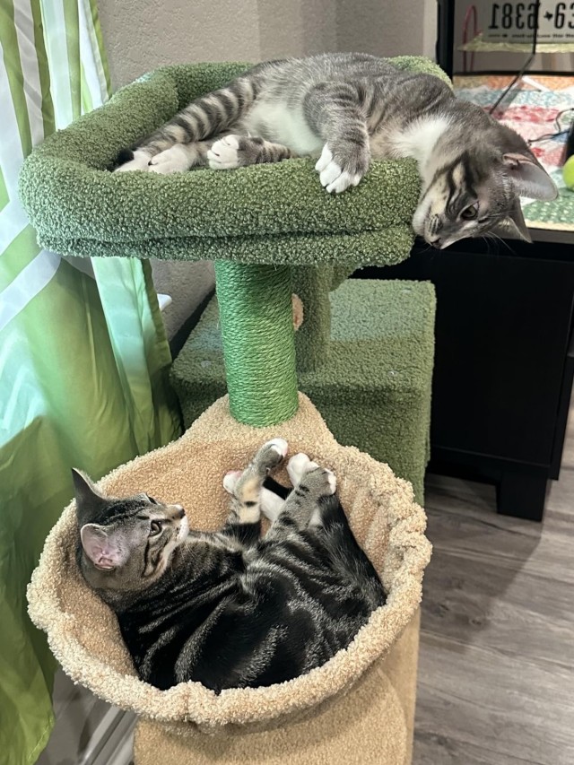 Luxury Cactus Shaped Multi Functional Cat Tree